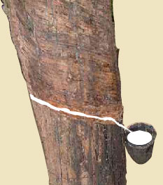 pianta-di-caucci