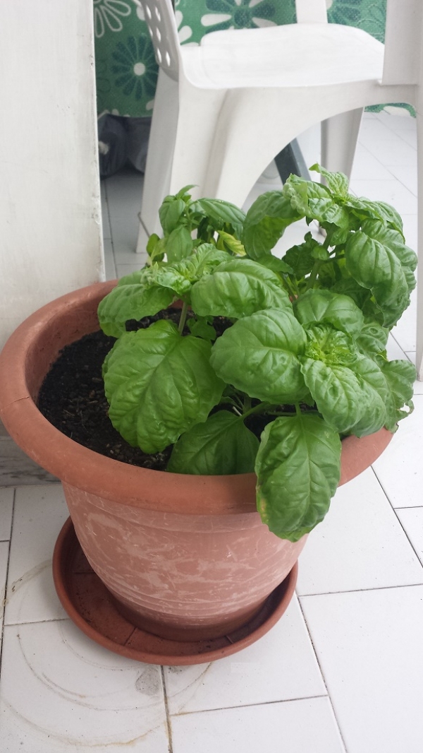 Come coltivare il Basilico